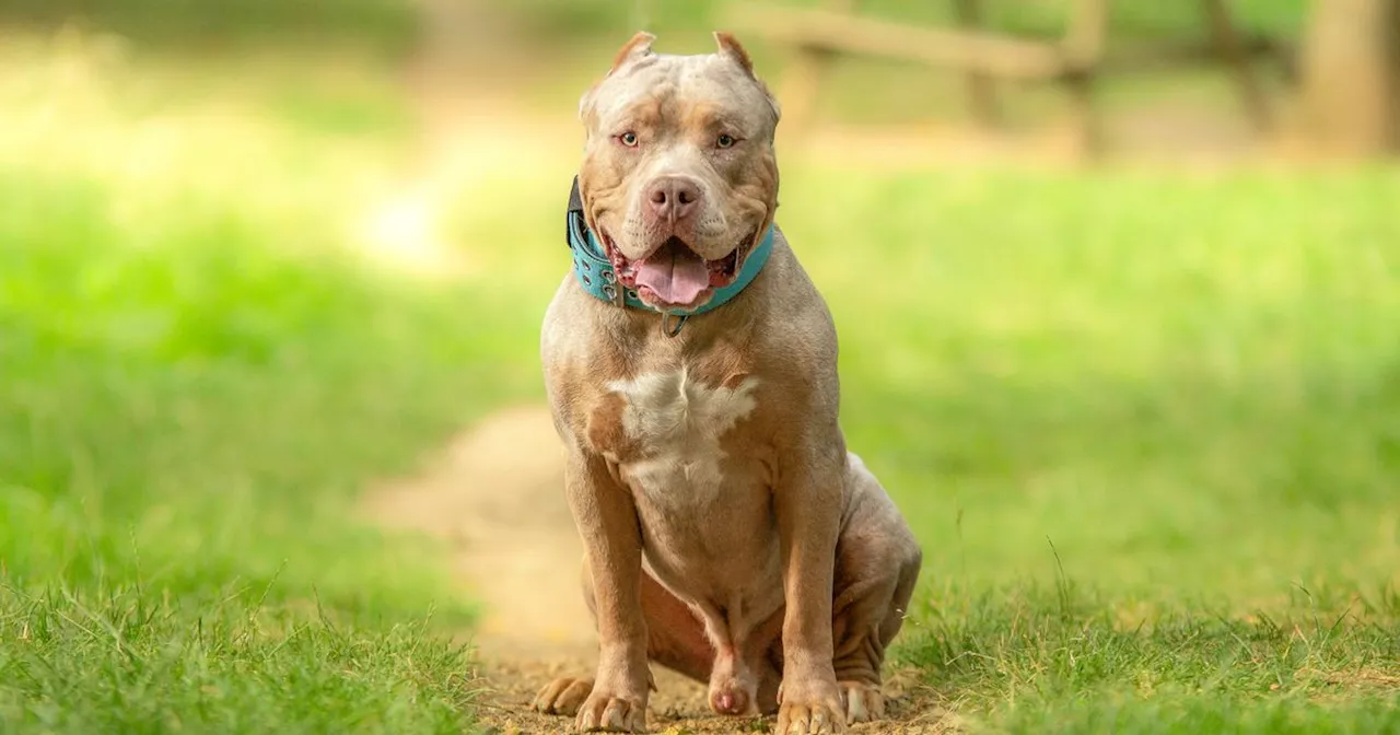 Lanarkshire Ranked Among Top 10 Areas for XL Bully Dogs in Scotland