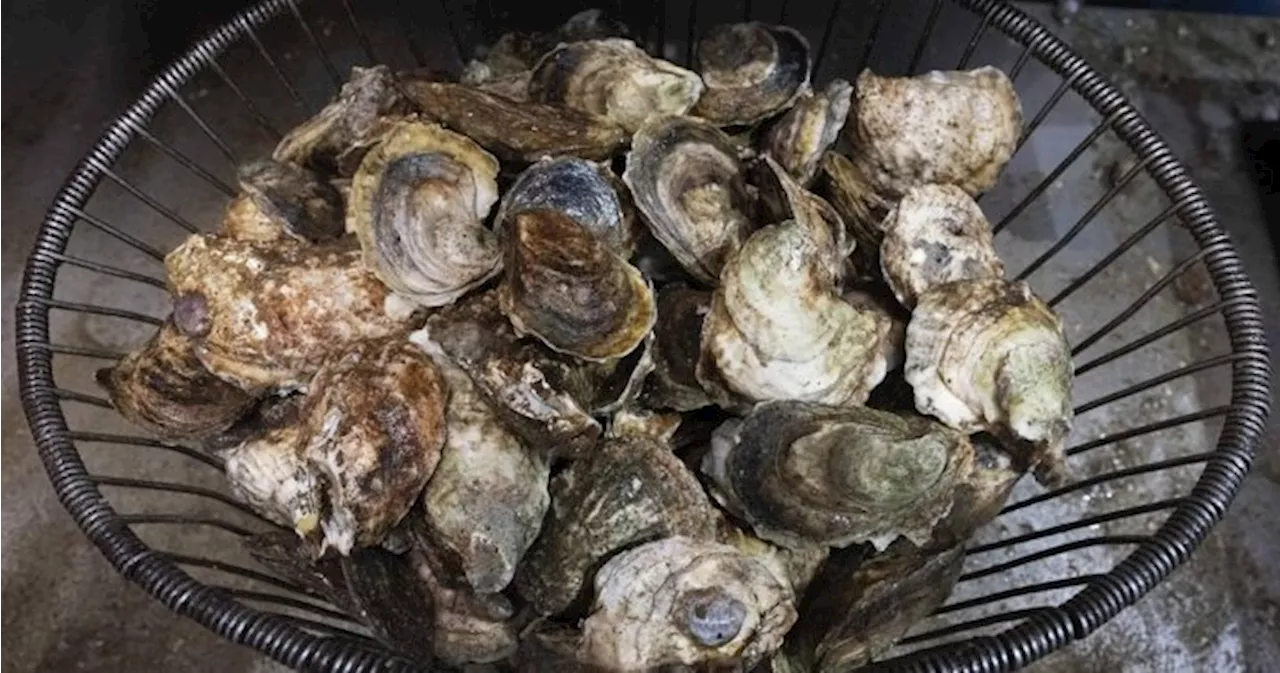 Dozens Sick in British Columbia After Eating Raw Oysters