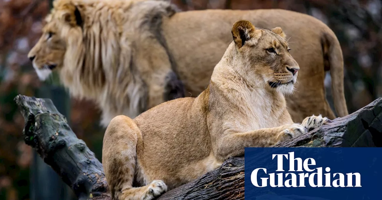 Bird Flu Threatens Zoo Animals, Including Lions, Tigers, and Cheetahs