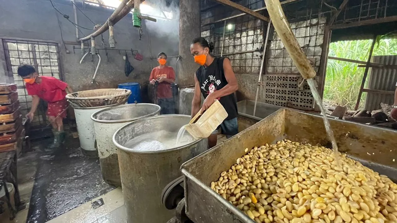 Kacang Koro Pedang Bisa Menjadi Alternatif Bahan Baku Tempe dan Tahu