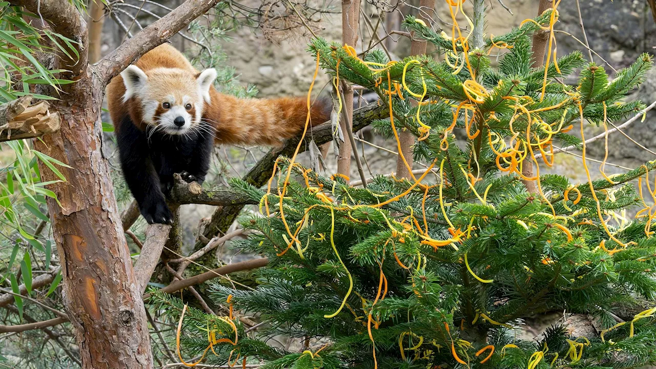 Rote Pandas und Zwergotter feiern Weihnachten im Tiergarten Schönbrunn