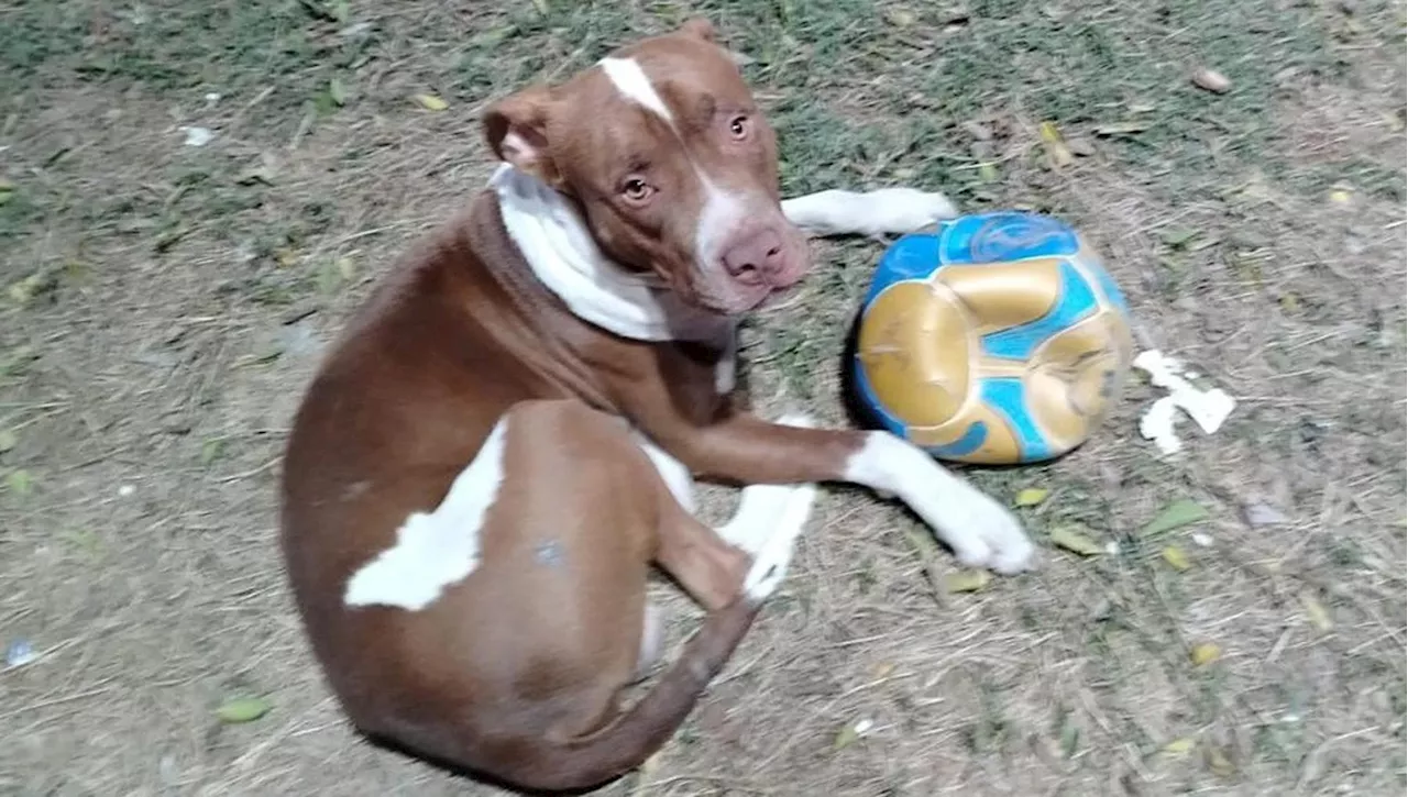 L'amore per il pallone di un cane di quartiere conquista gli studenti