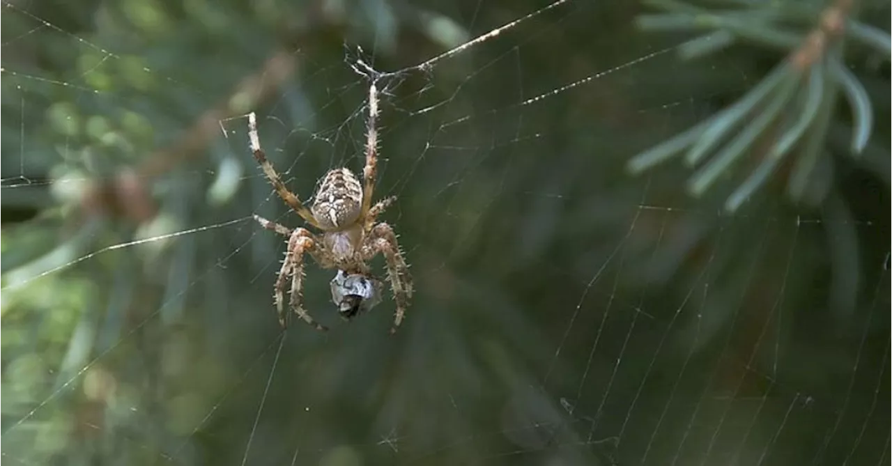 Spiders in Your Christmas Tree? Here's What to Do