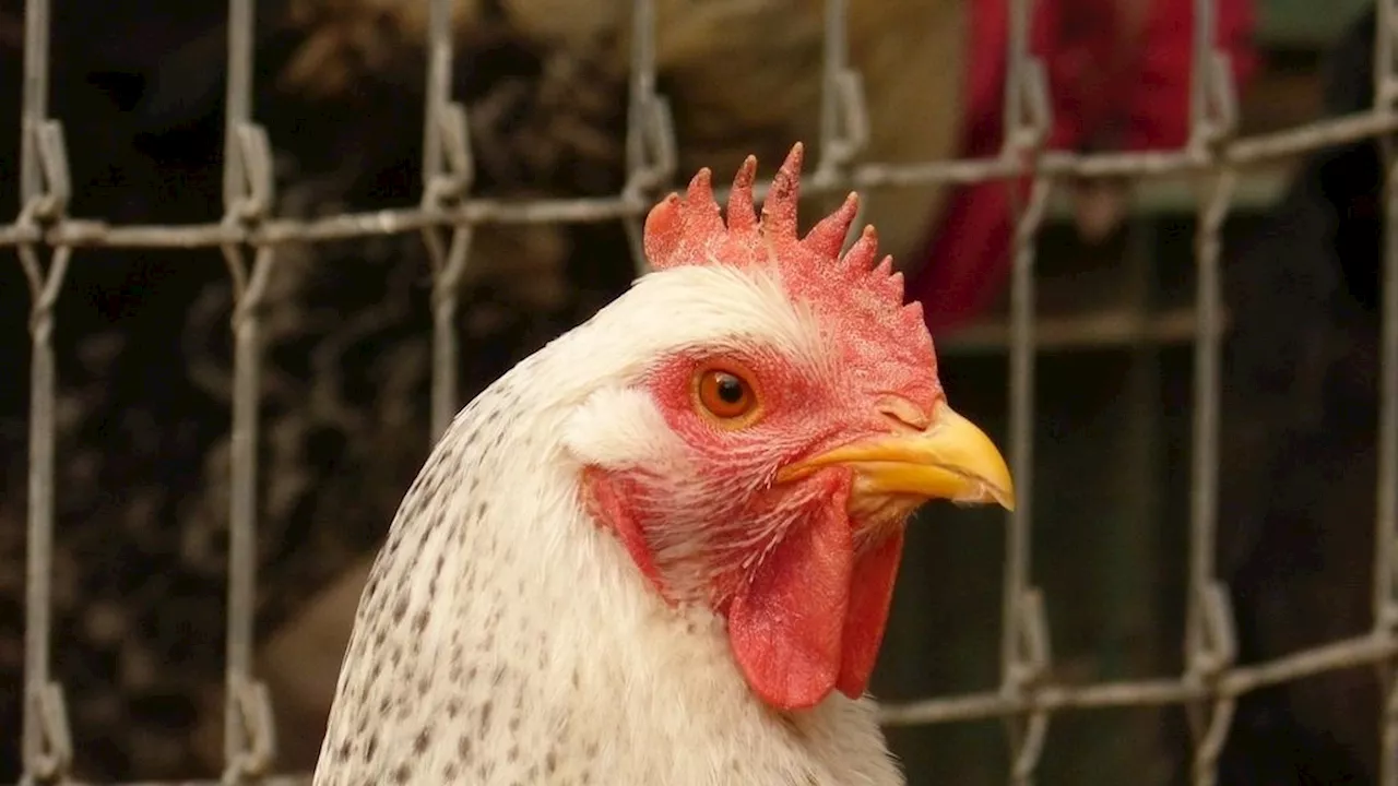 Primer caso grave de gripe aviar H5N1 en Estados Unidos