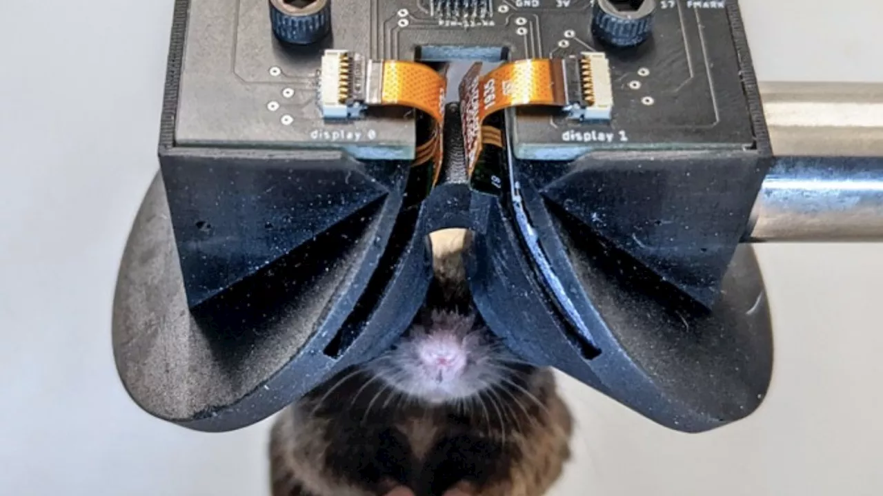 Cornell Researchers Develop Miniature VR Headsets to Study Mouse Brain Activity