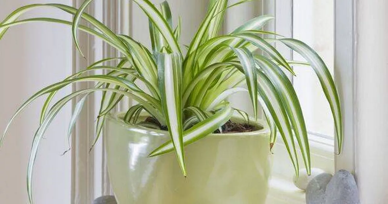 Houseplants Can Help Combat Winter Window Condensation and Mould