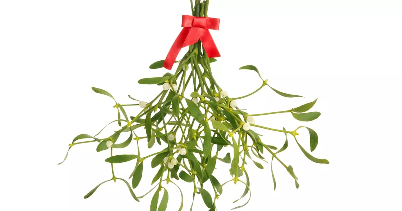 – Frank McNally on the rise and fall of mistletoe