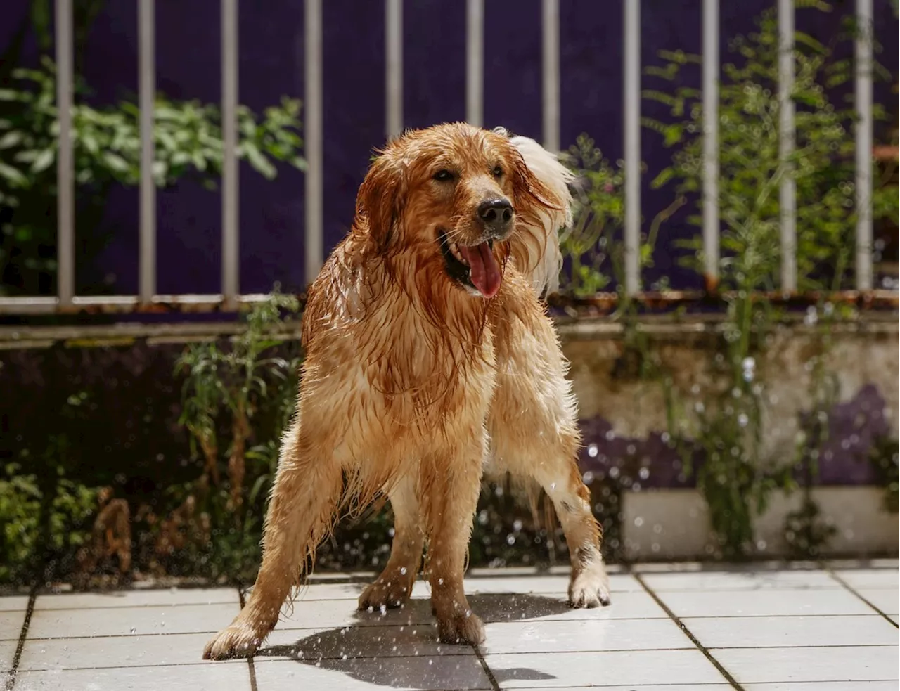 Lula sanciona lei que cria cadastro nacional de animais e regula uso de chip de identificação