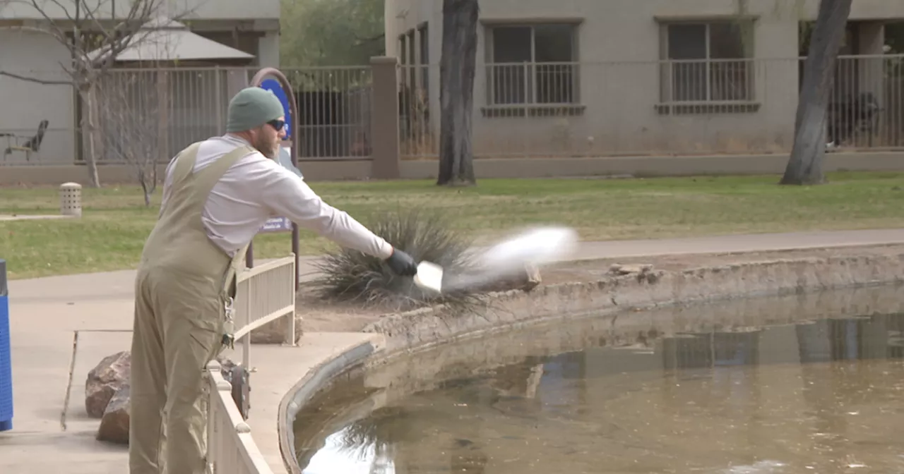 Sahuarita Lake Algae Bloom Sparks Concern, Then Relief