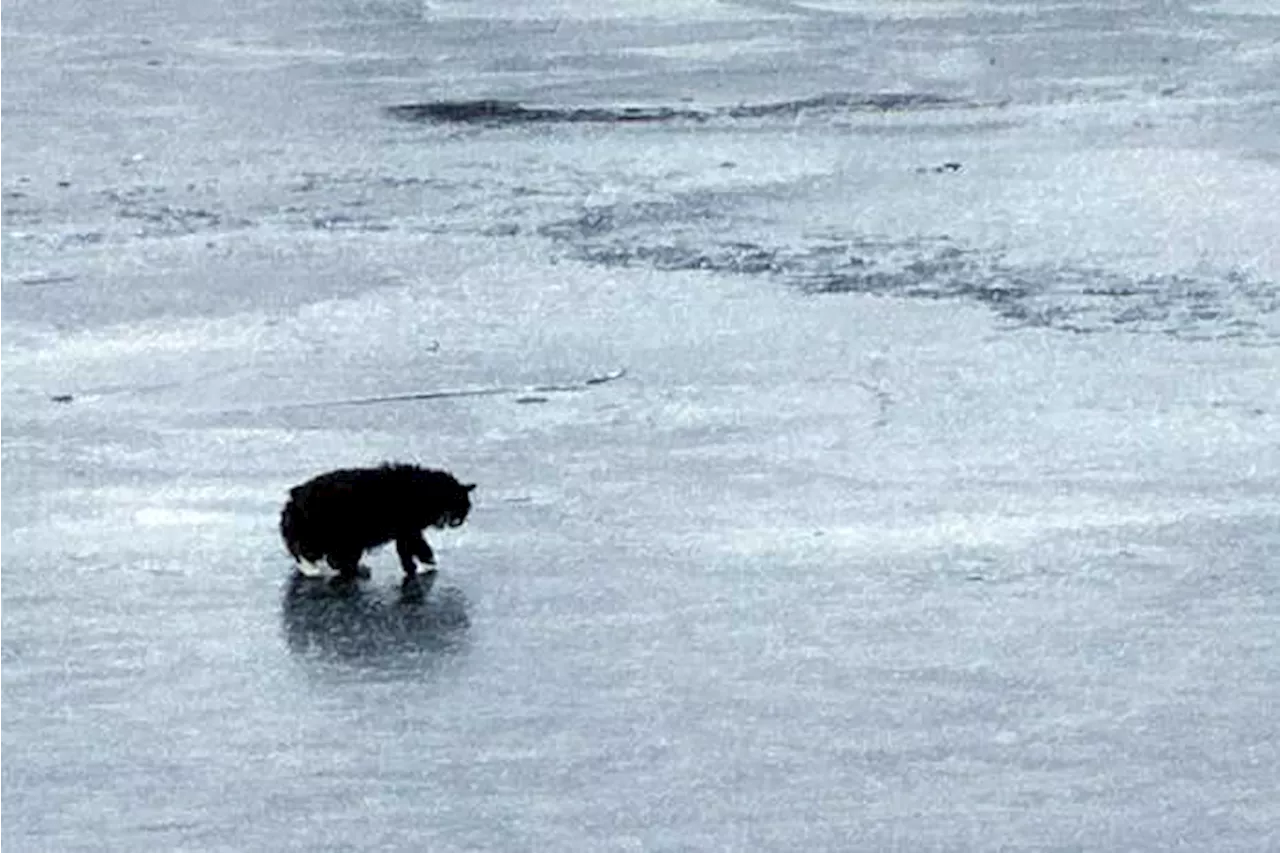 Blind Cat Rescued From Thin Ice in Massachusetts Pond