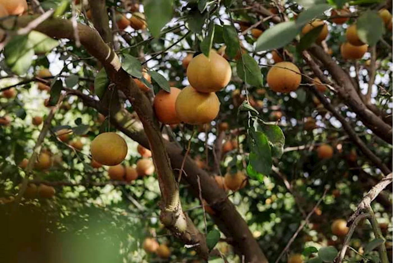 Texas Citrus Queen's Crowned Amidst Industry Uncertainty