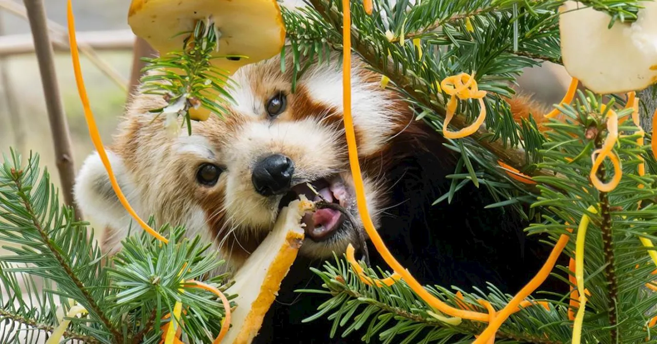 Tiergarten Schönnbrunn: Rote Pandas bekamen Weihnachtsbaum