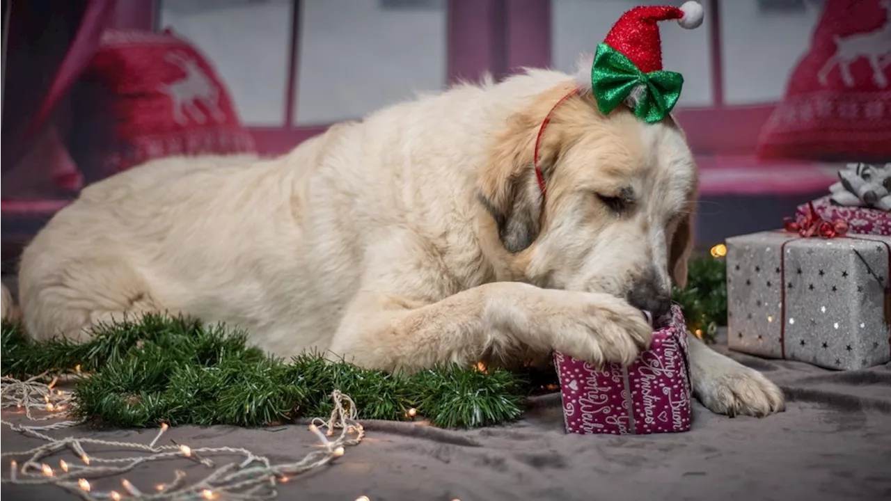 Les Animaux de Compagnie, Un Cadeau à Réfléchir