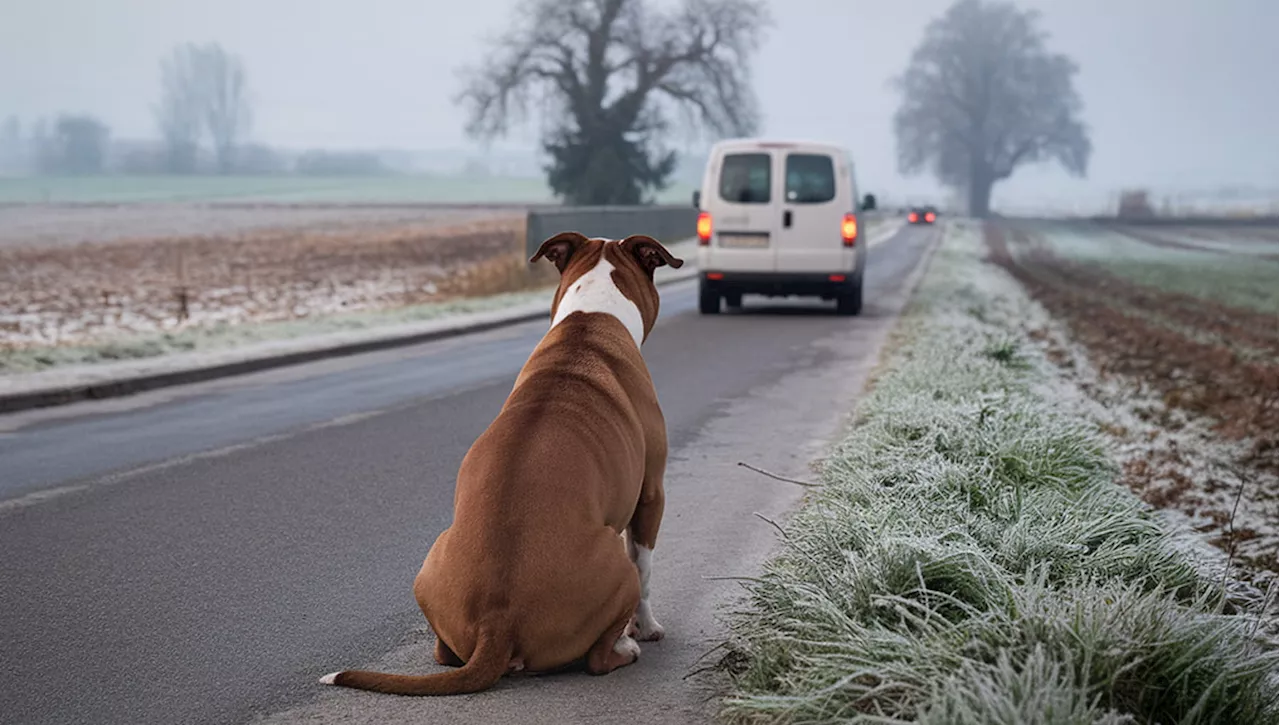 Abbandono di cane: litigio familiare dietro al gesto