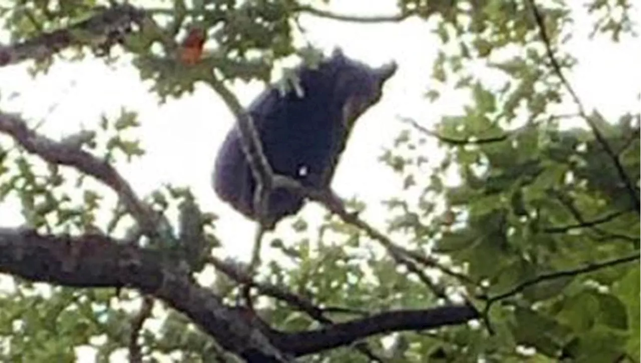 Cacciatore muore schiacciato da orso caduto da un albero