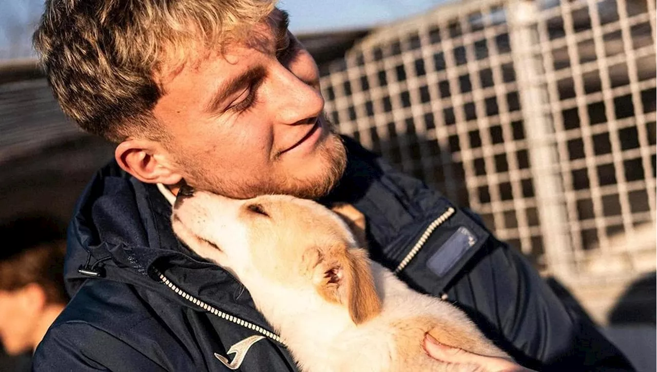 Cani da Rifugio in Campo al Bentegodi per Verona-Milan