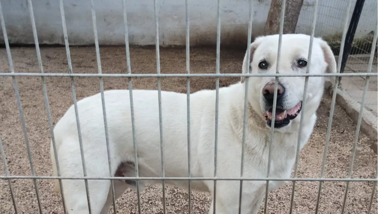 Lord cerca una famiglia: il cane abbandonato con la catena al collo cerca di ricominciare