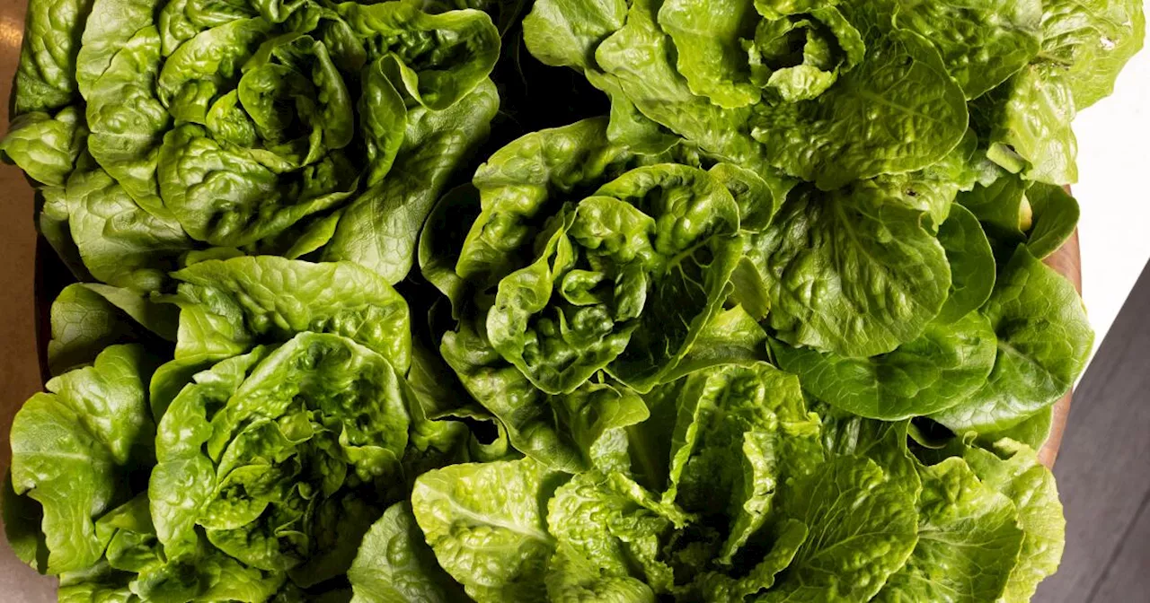 The Disappearing Flavor of Romaine Lettuce