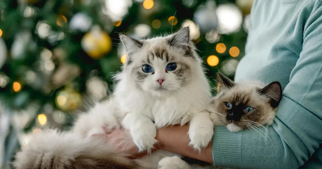 Les Animaux de Compagnie Sont Au Coeur des Fêtes de Noël