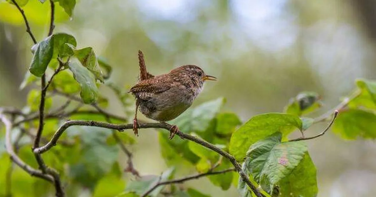 British Birds Braving the Winter Chill