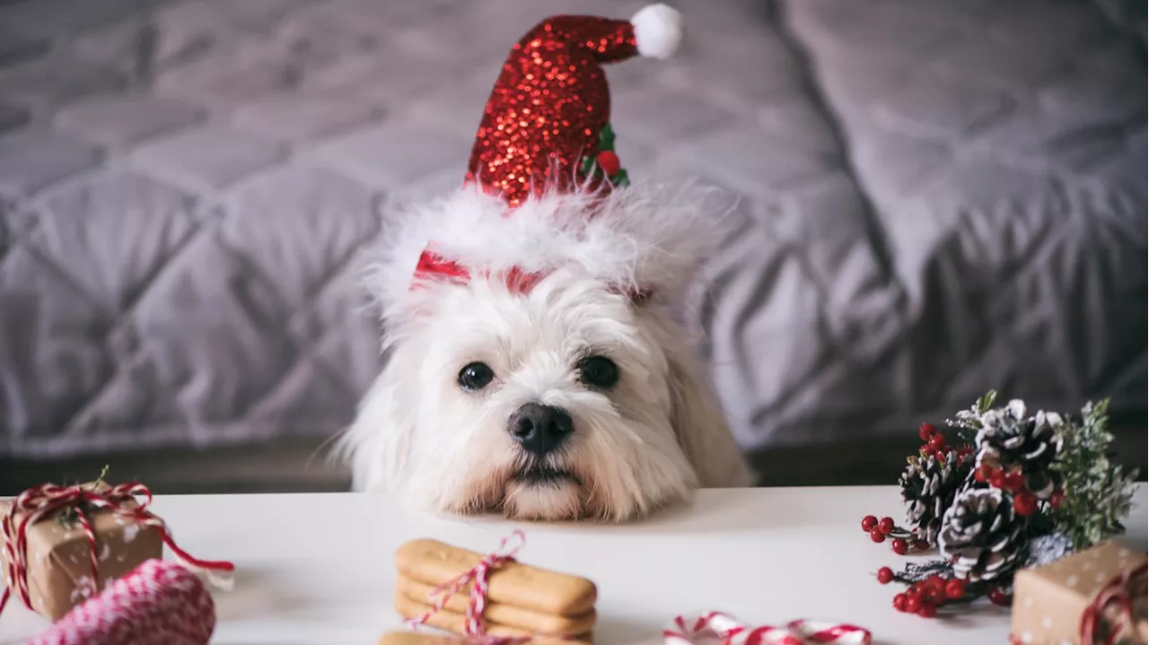 Les Français gâtent leurs animaux pour Noël