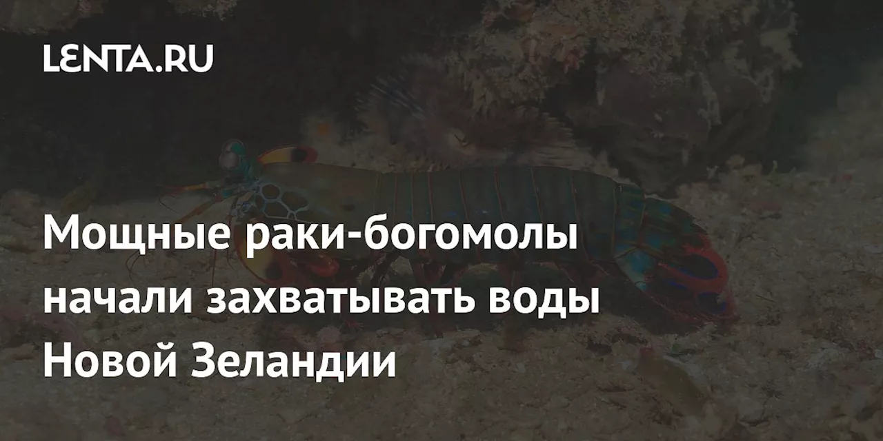 Японские раки-богомолы обнаружены в водах Новой Зеландии