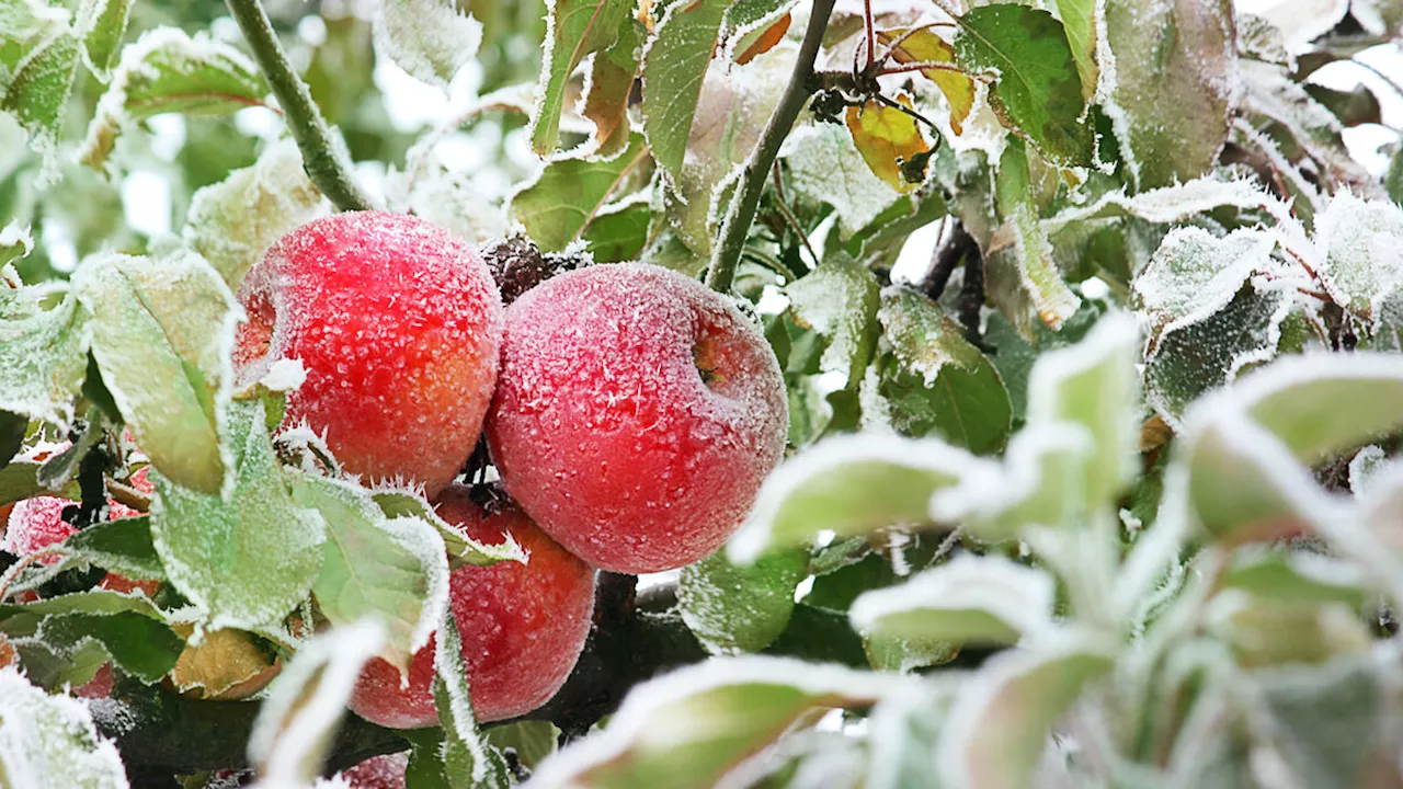 Tous les gestes à connaître pour prendre soin de son pommier en hiver