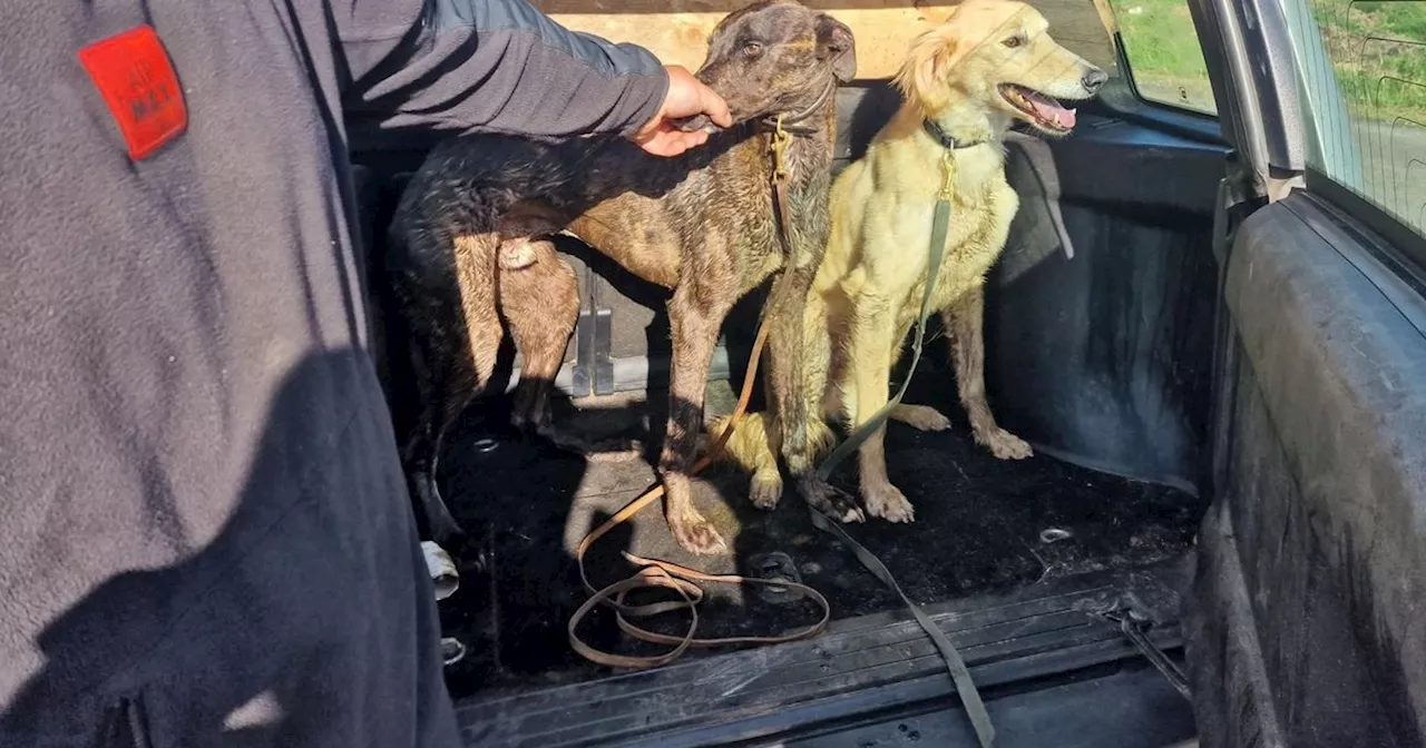 Two Men Fined for Illegal Hare Coursing in Ribble Valley