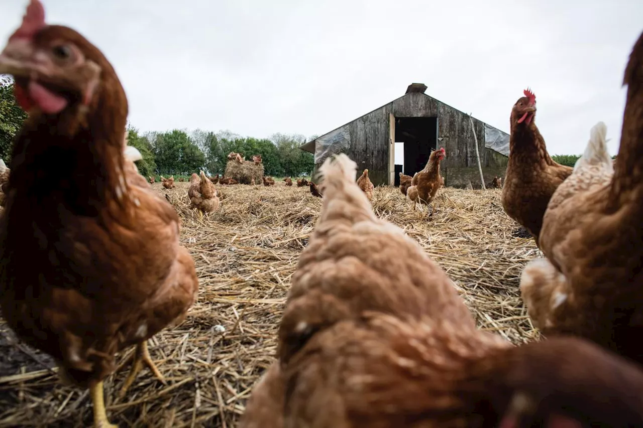 Grippe aviaire H5N1 : un premier cas grave chez l’homme détecté aux Etats-Unis