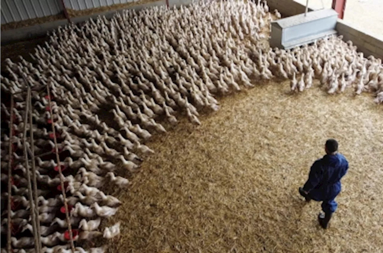 France Declares Itself Bird Flu-Free After Month Without Outbreaks