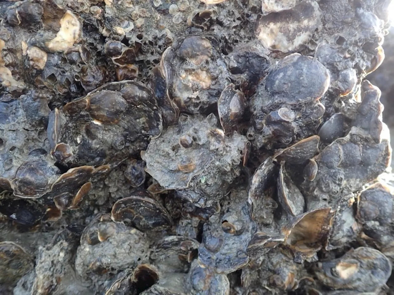 FDA Warns Against Eating Certain British Columbia Oysters