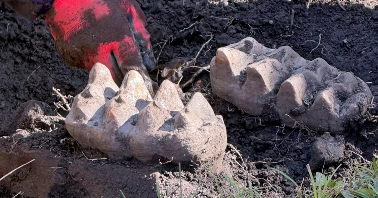 Homeowner Unearths Complete Mastodon Jaw in New York Backyard