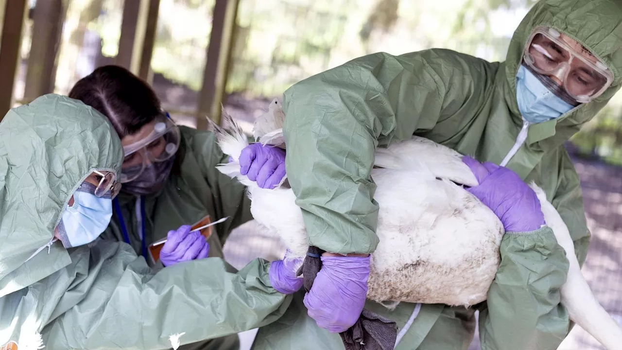 Erster schwerer Fall von Vogelgrippe in den USA