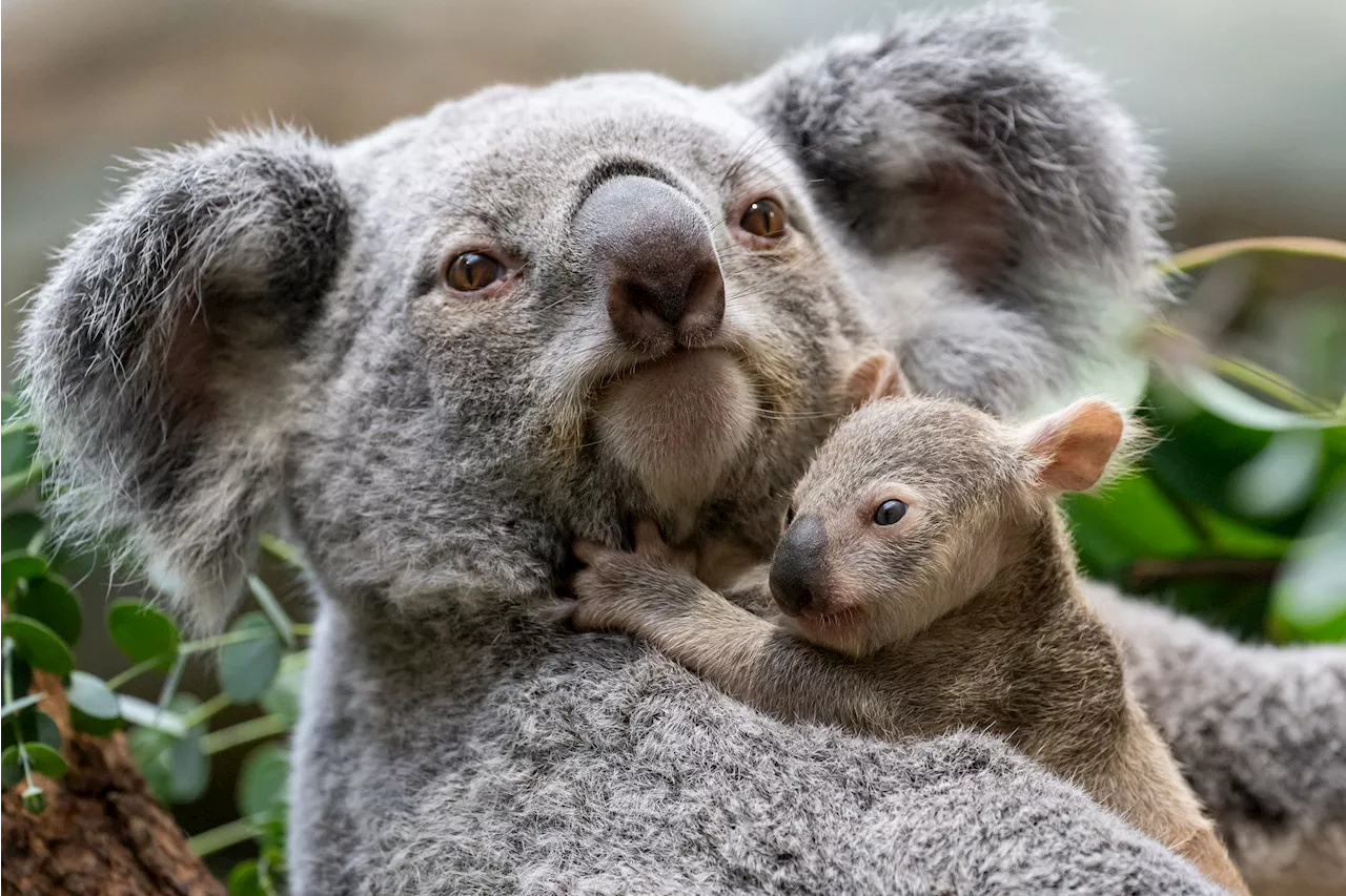 Baby-Koala in der Wilhelma erkunden ihre Welt