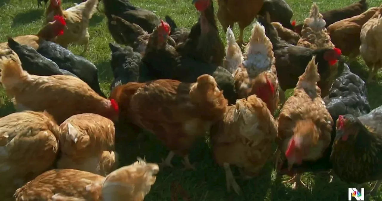 First Severe Human Case of Bird Flu Reported in U.S.