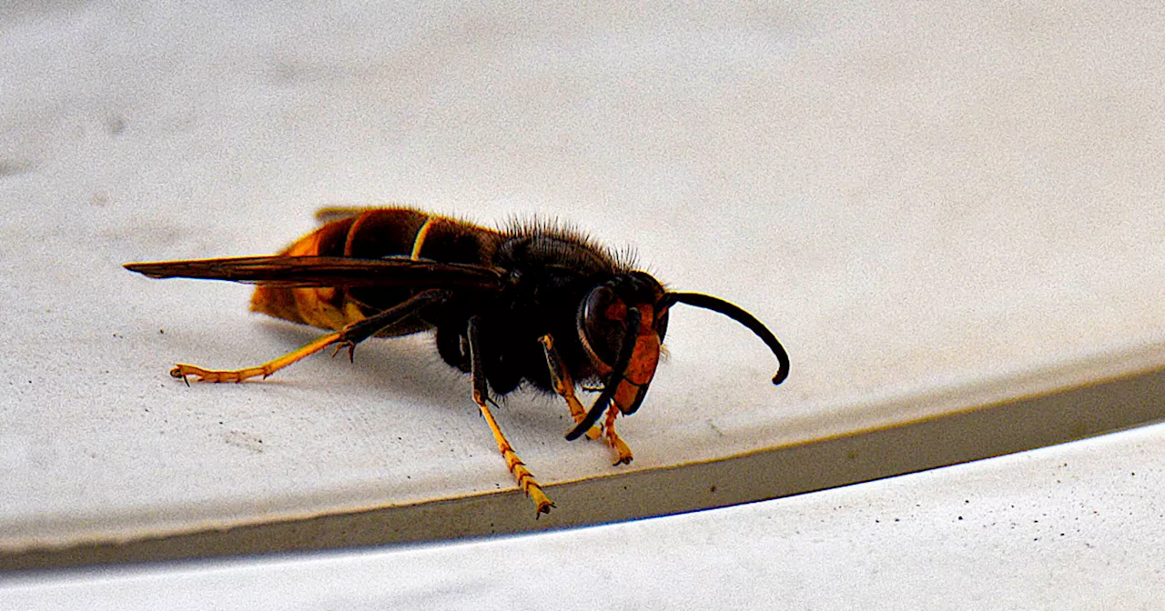 Murder Hornets Eradicated From US After Five-Year Campaign