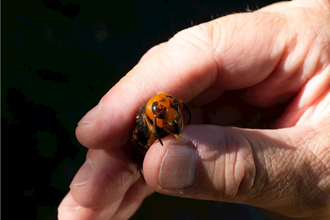 Murder Hornets Eradicated from the U.S. After 5-Year Campaign