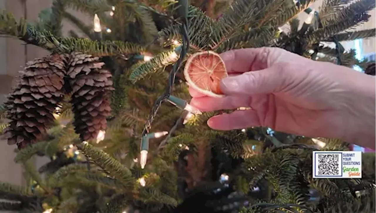 Christmas Tree Tips: Selecting and Maintaining Your Festive Tree