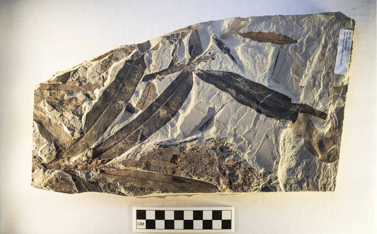 Ancient 'Alien Plant' Fossil Found in Utah