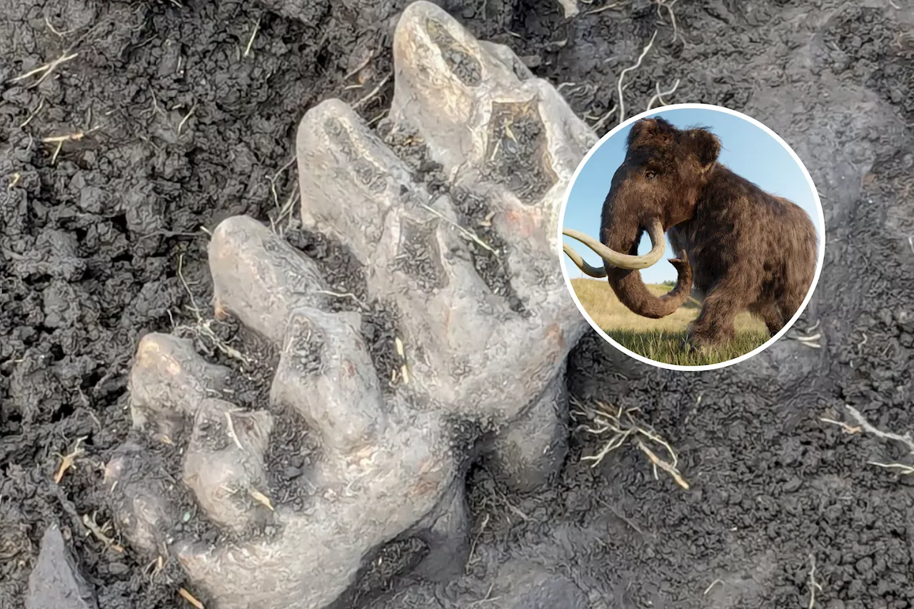 Ancient Mastodon Jawbone Unearthed in New York Homeowner's Garden