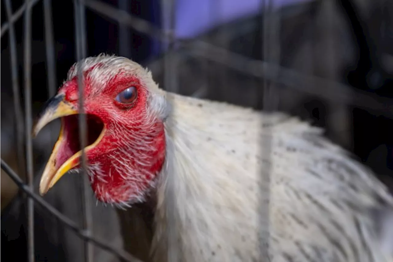 Californië verklaart noodtoestand wegens vogelgriep