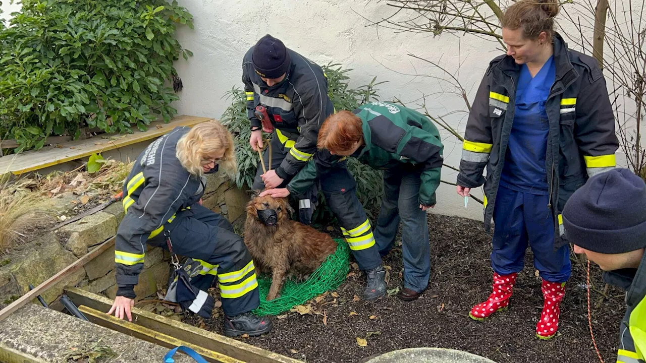 Hund Choco stürzt in Brunnenschacht und wird von Feuerwehr gerettet