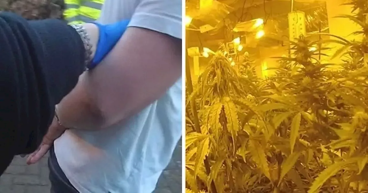 Illegal immigrant admits being gardener at city cannabis farm