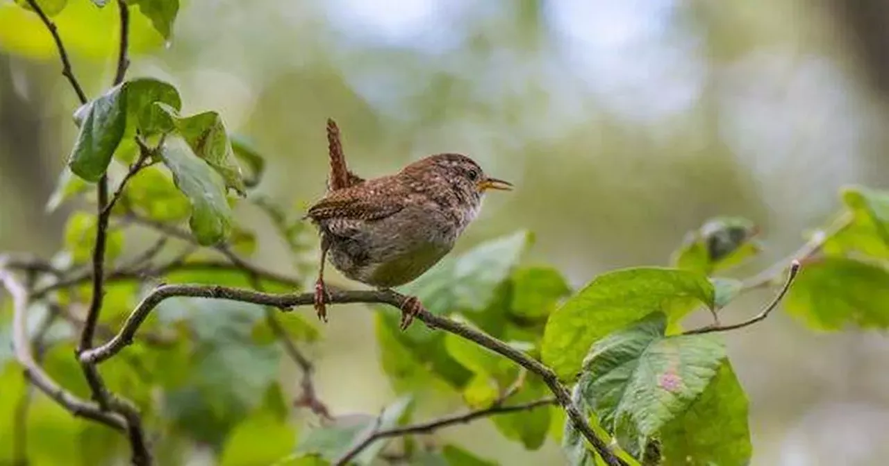 Winter Birds Brave UK Chill