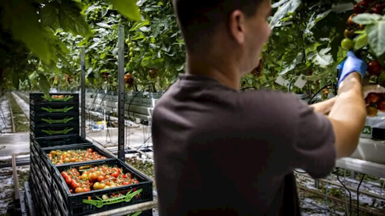 Hebben tomaten nog toekomst in Nederland? 'Je kan beter tomaat de importeren, dan de plukker'