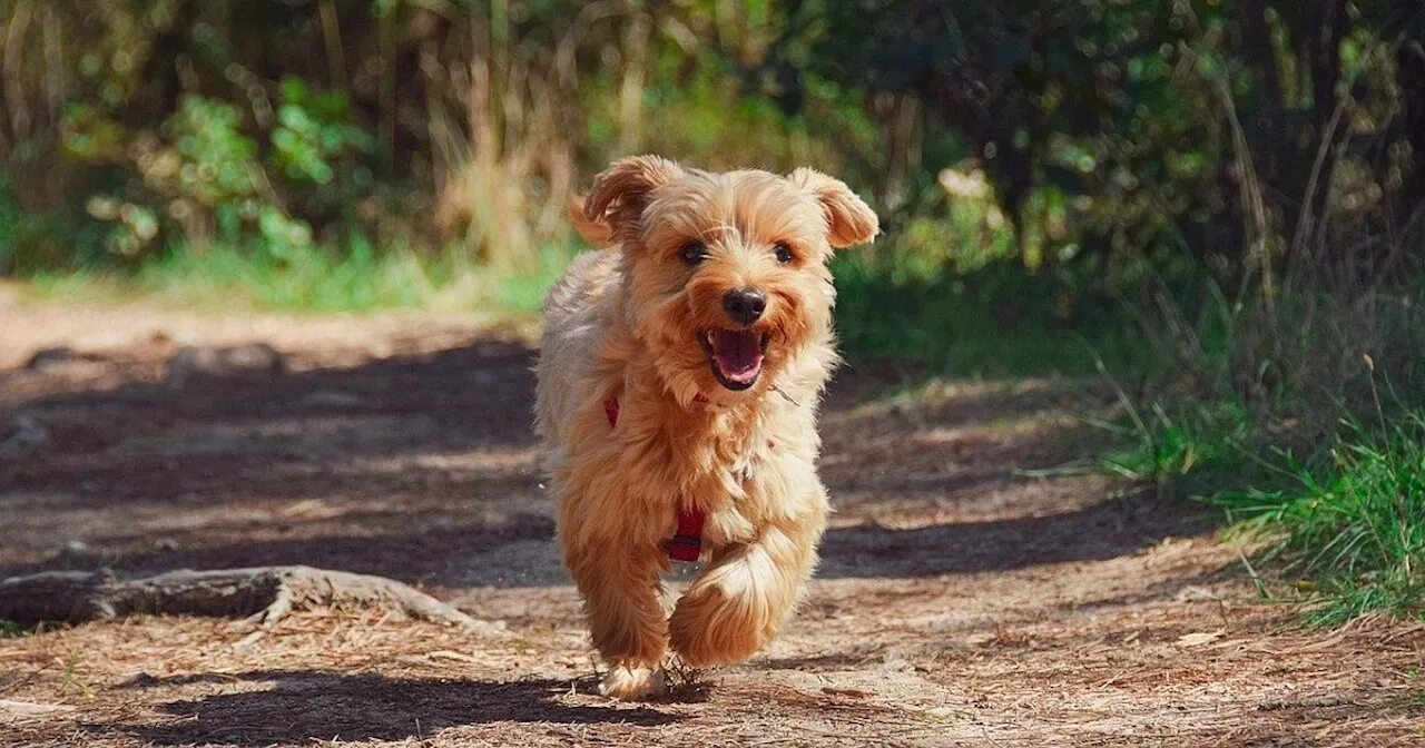 Erhöhung: Hundehalter in Rödinghausen müssen bald tiefer in die Tasche greifen