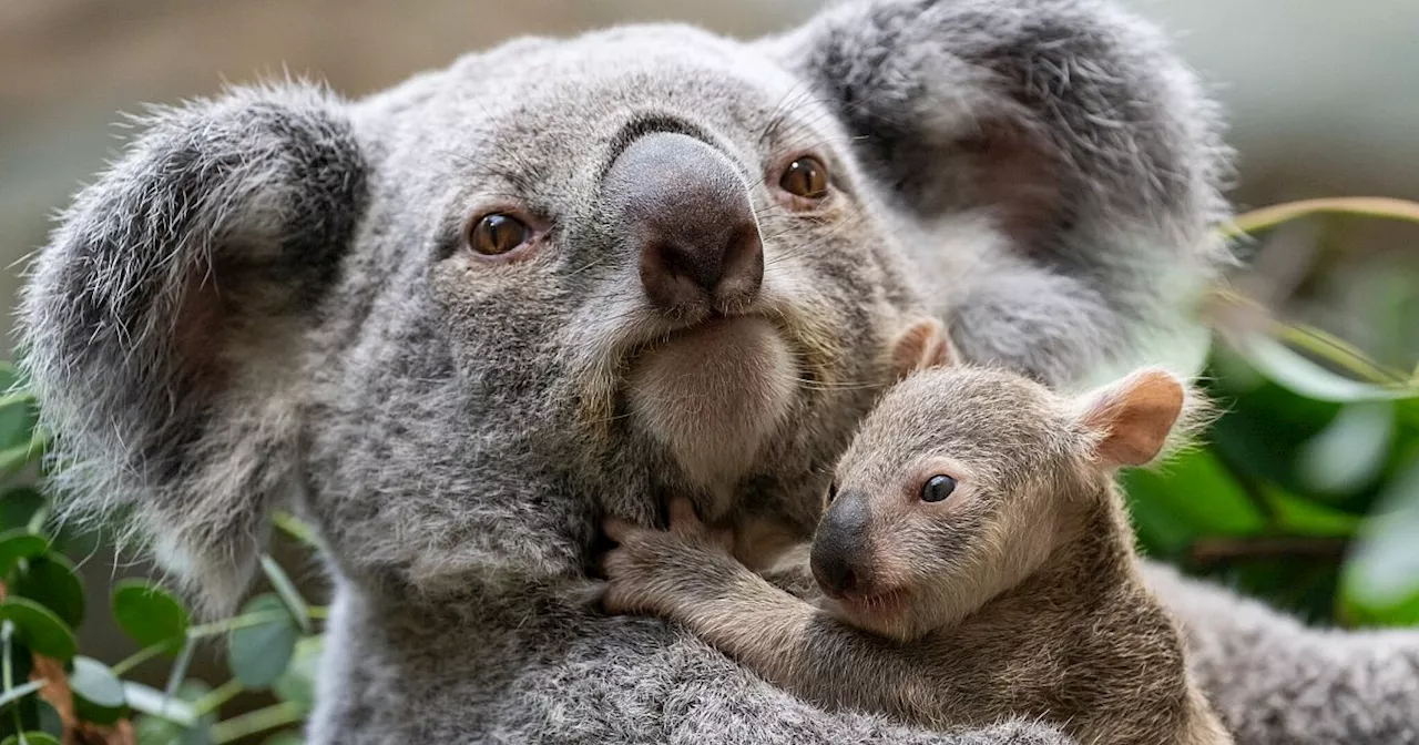 Wilhelma feiert Koala-Premiere: Baby-Koalas verlassen den Beutel