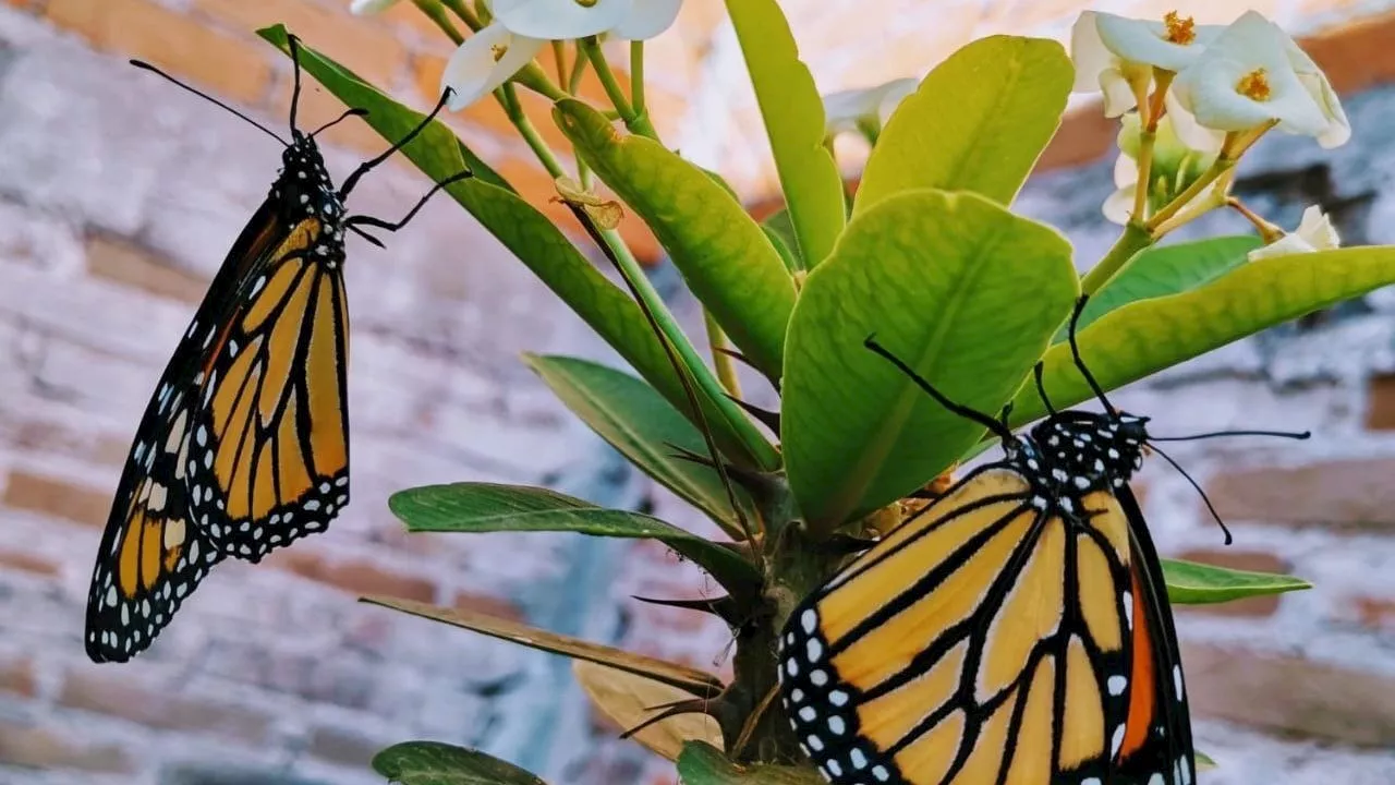 Migración de mariposas monarca se retrasa en Acámbaro