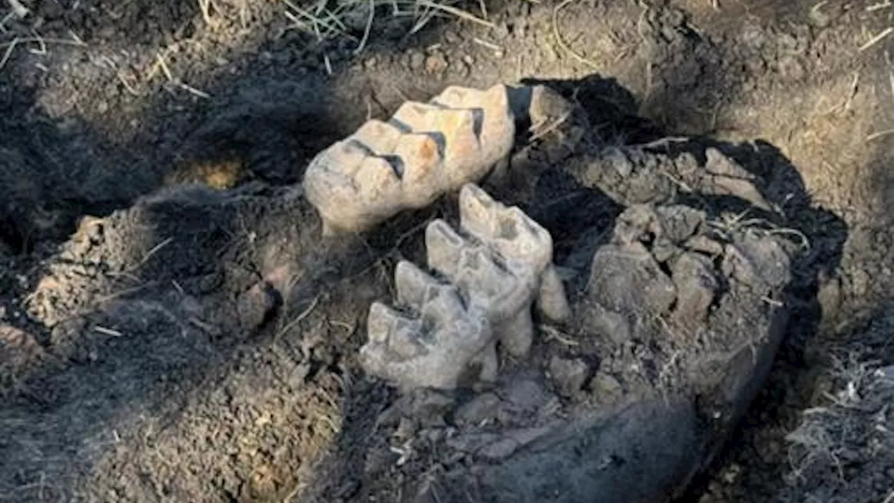 Significant Mastodon Jaw Discovery Made in New York