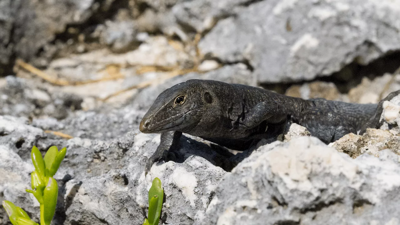 Sombrero Ground Lizard Makes a Comeback